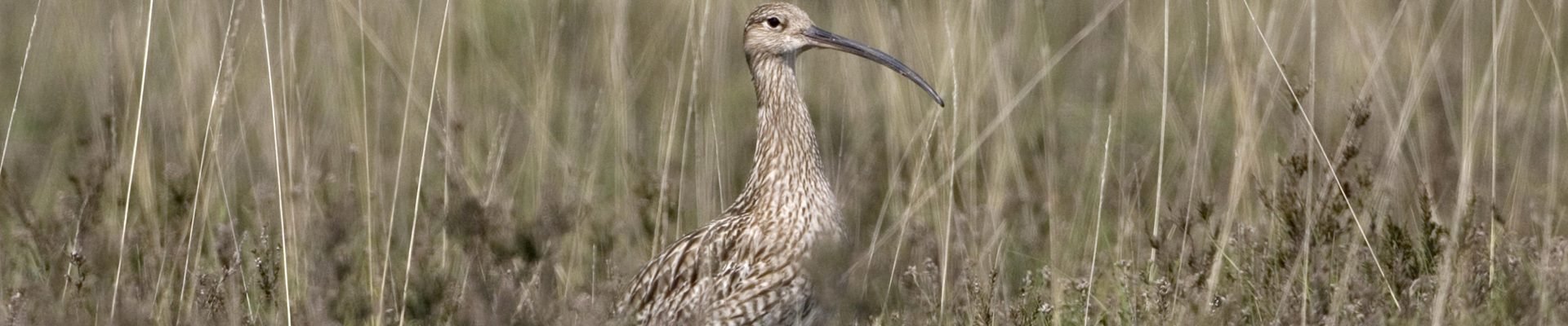 Eurasion Curlew on New Forest heathland