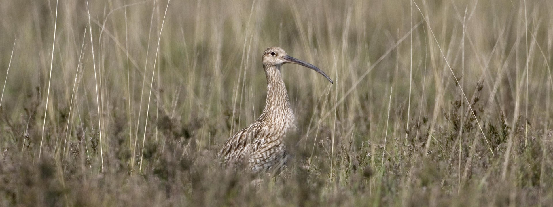 Eurasion Curlew on New Forest heathland