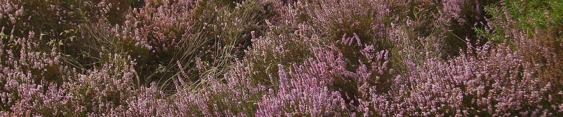New Forest heather