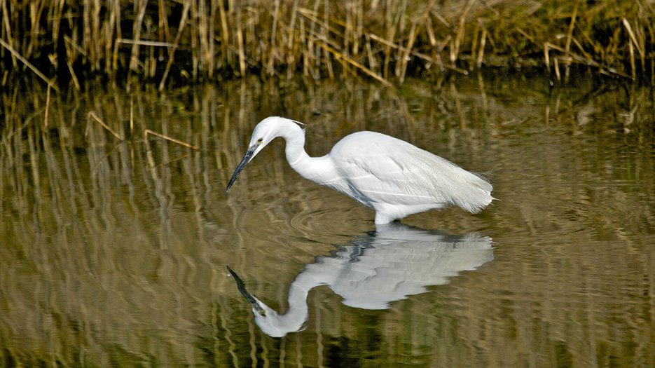 _Little_Egret__at_Lymington_marshes