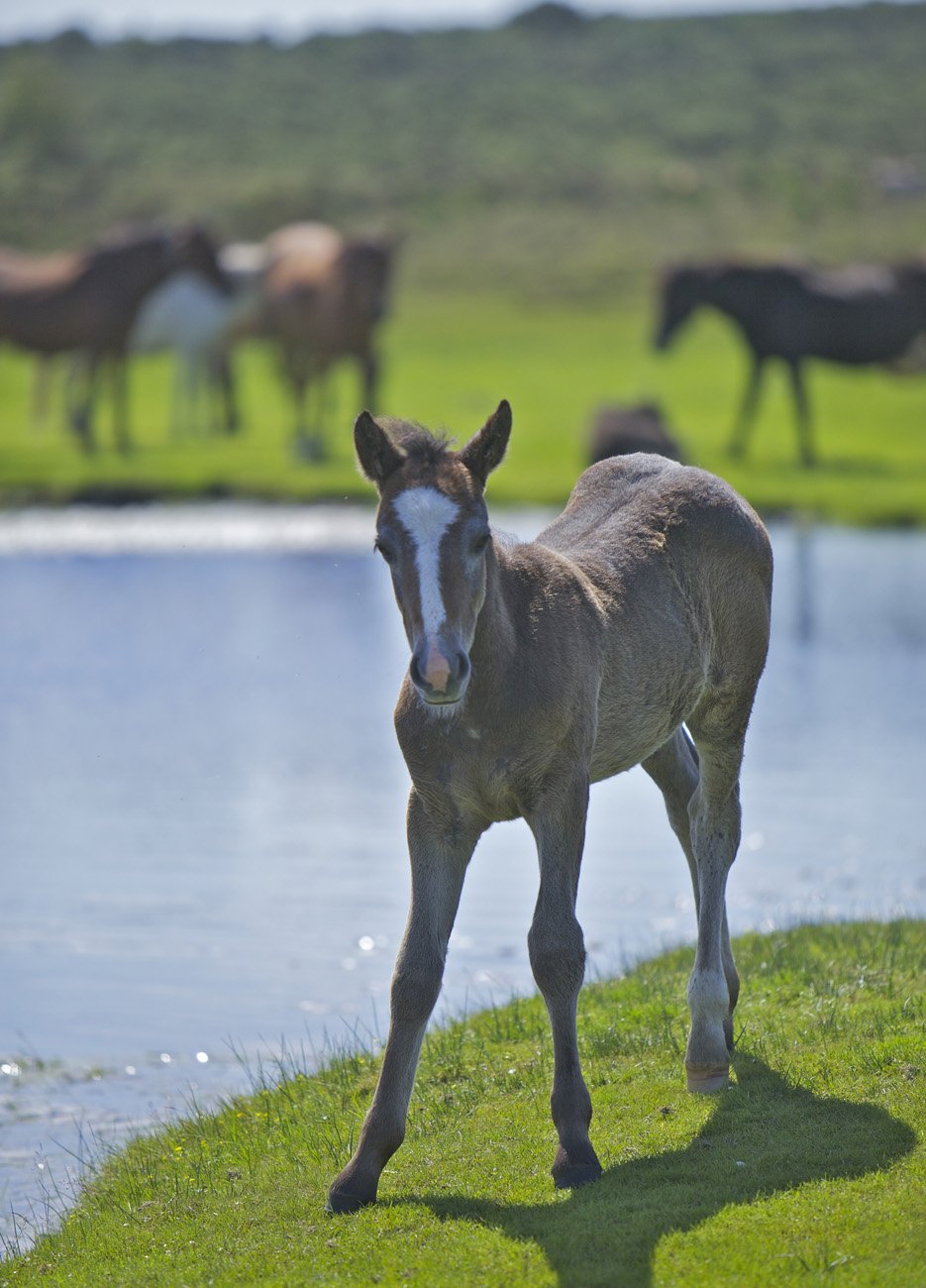 _New_Forest_foal__at_Whitten_Pond