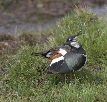 Northern Lapwing, Lapwing