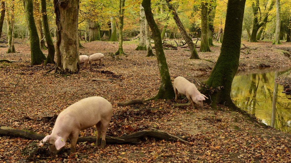 Pannage_at_Brinken_Wood_near_Brockenhurst