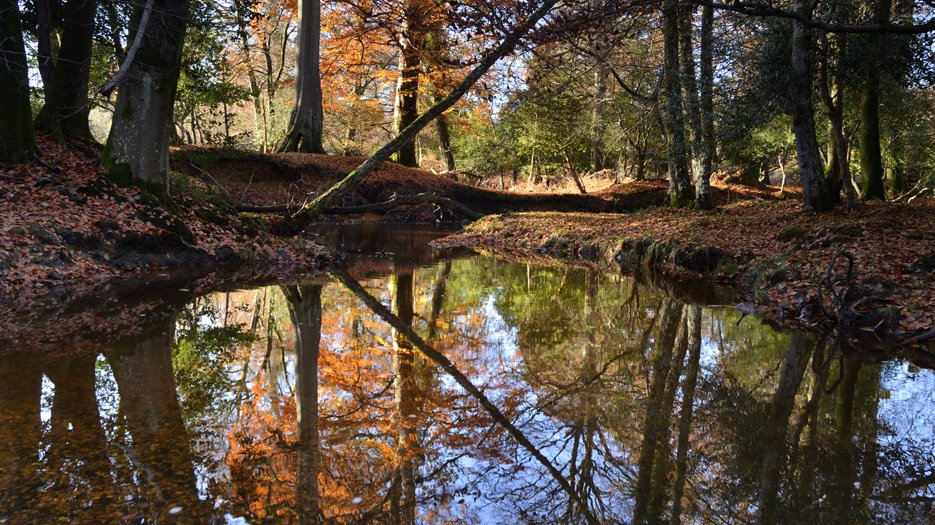 Reflection_at_Highland_Water_near_Brockenhurst