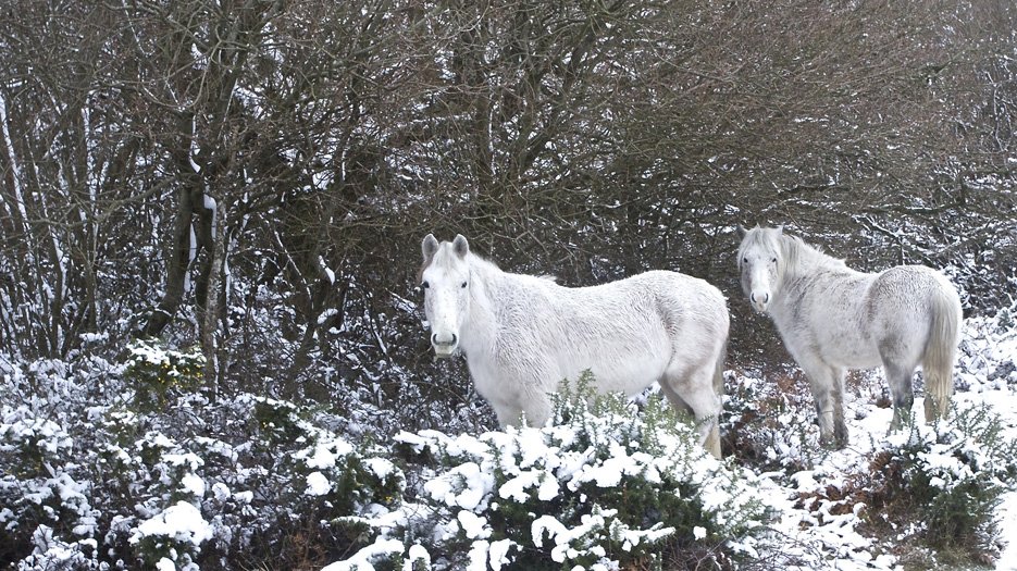 _Snow_ponies_