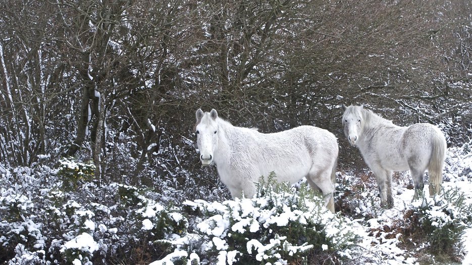_Snow_ponies_ _Snow_ponies_