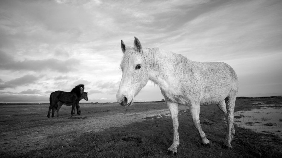 _Sugarcube__at_Lymignton_marshes