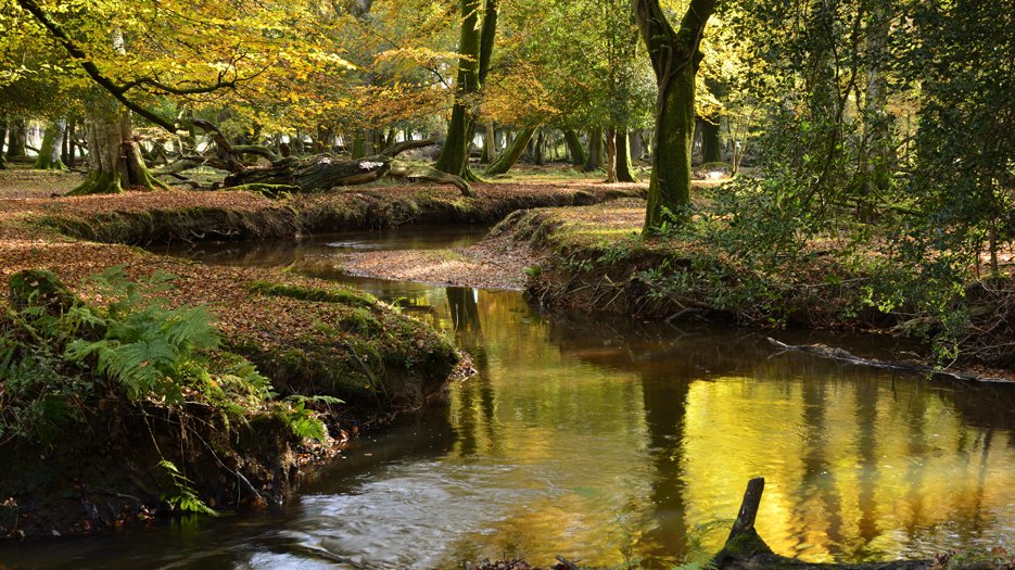 Woodland_stream_1