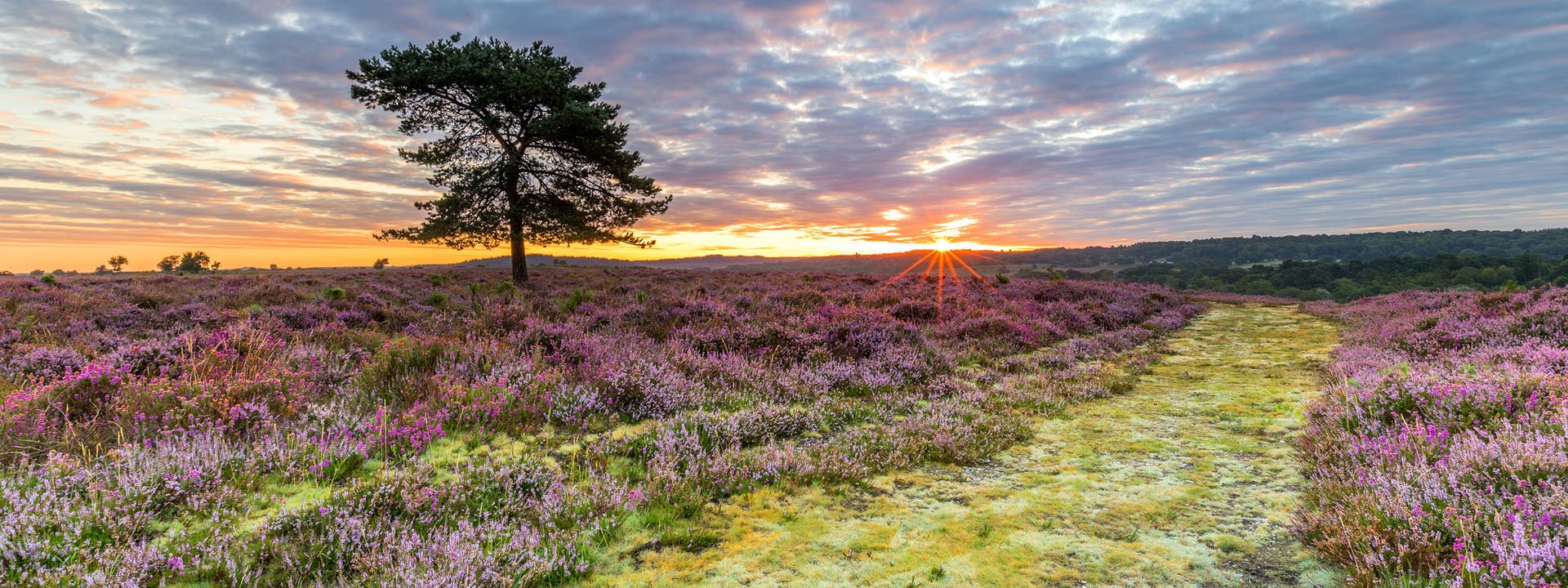 Heathland by Nick Lucas