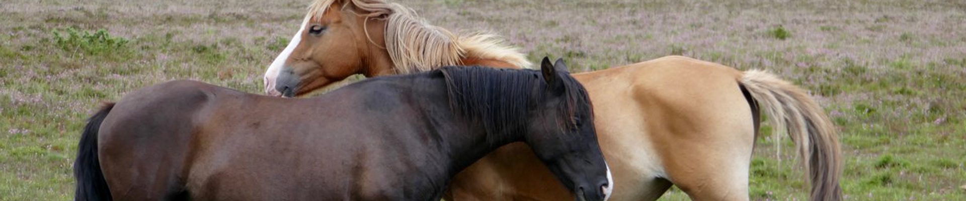 New Forest ponies