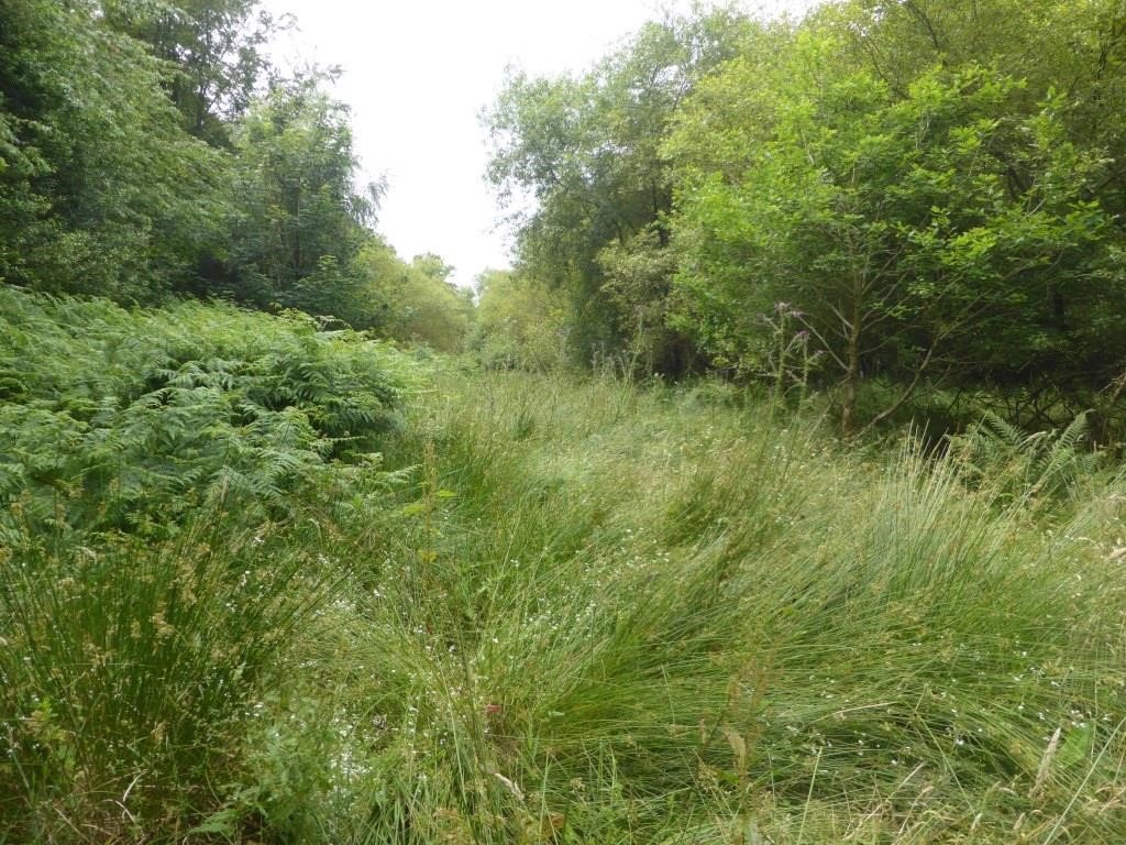 Overgrown SINC at Emery Down
