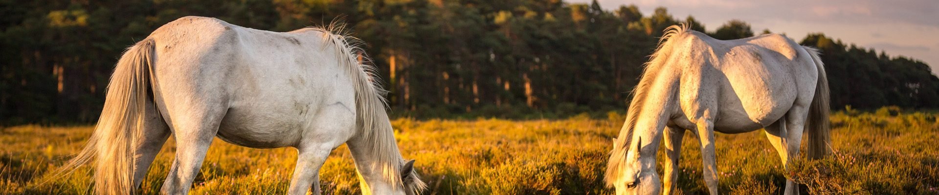 Ponies in the Forest