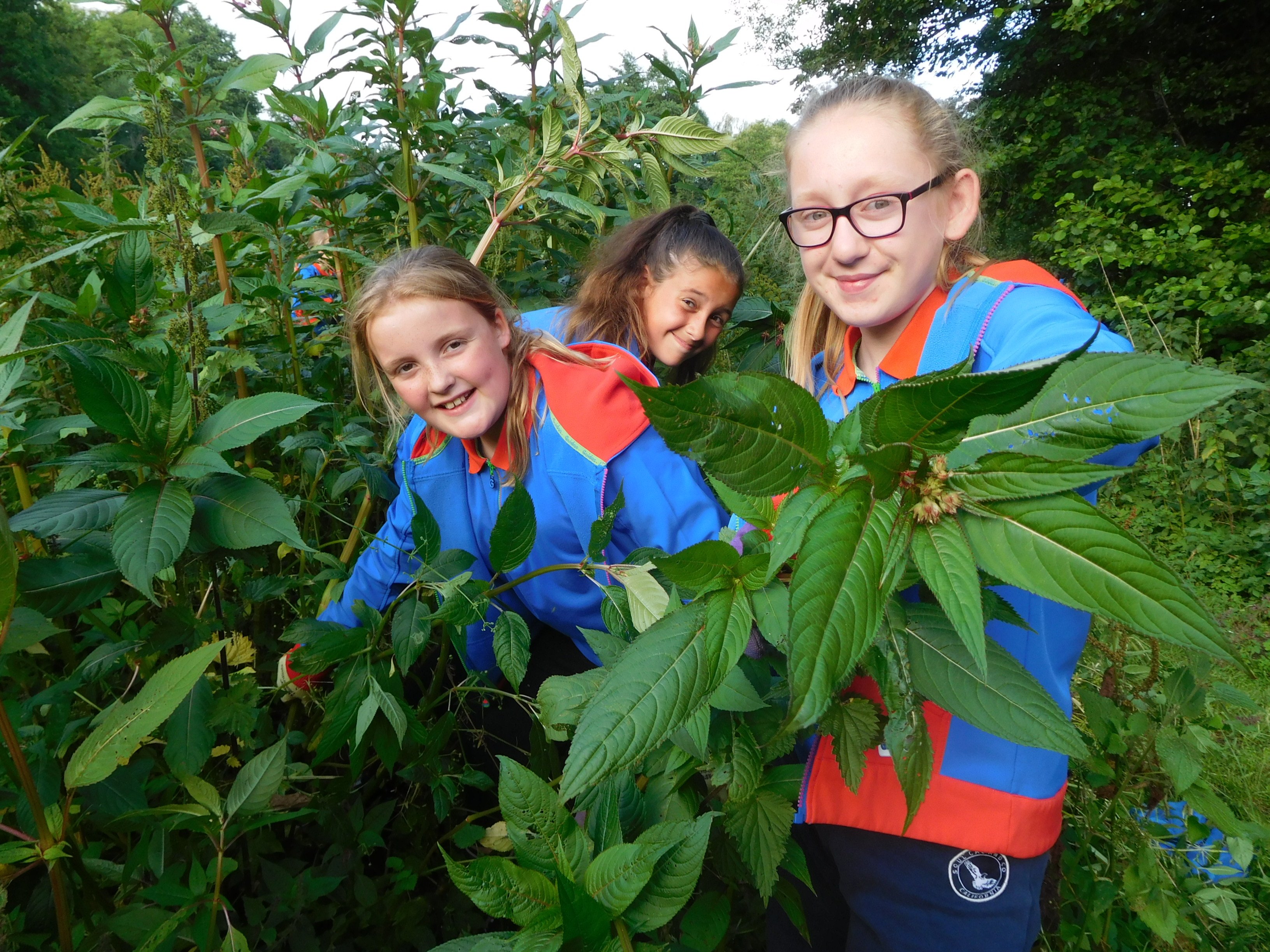 Calmore Guides Himalayan balsam pulling