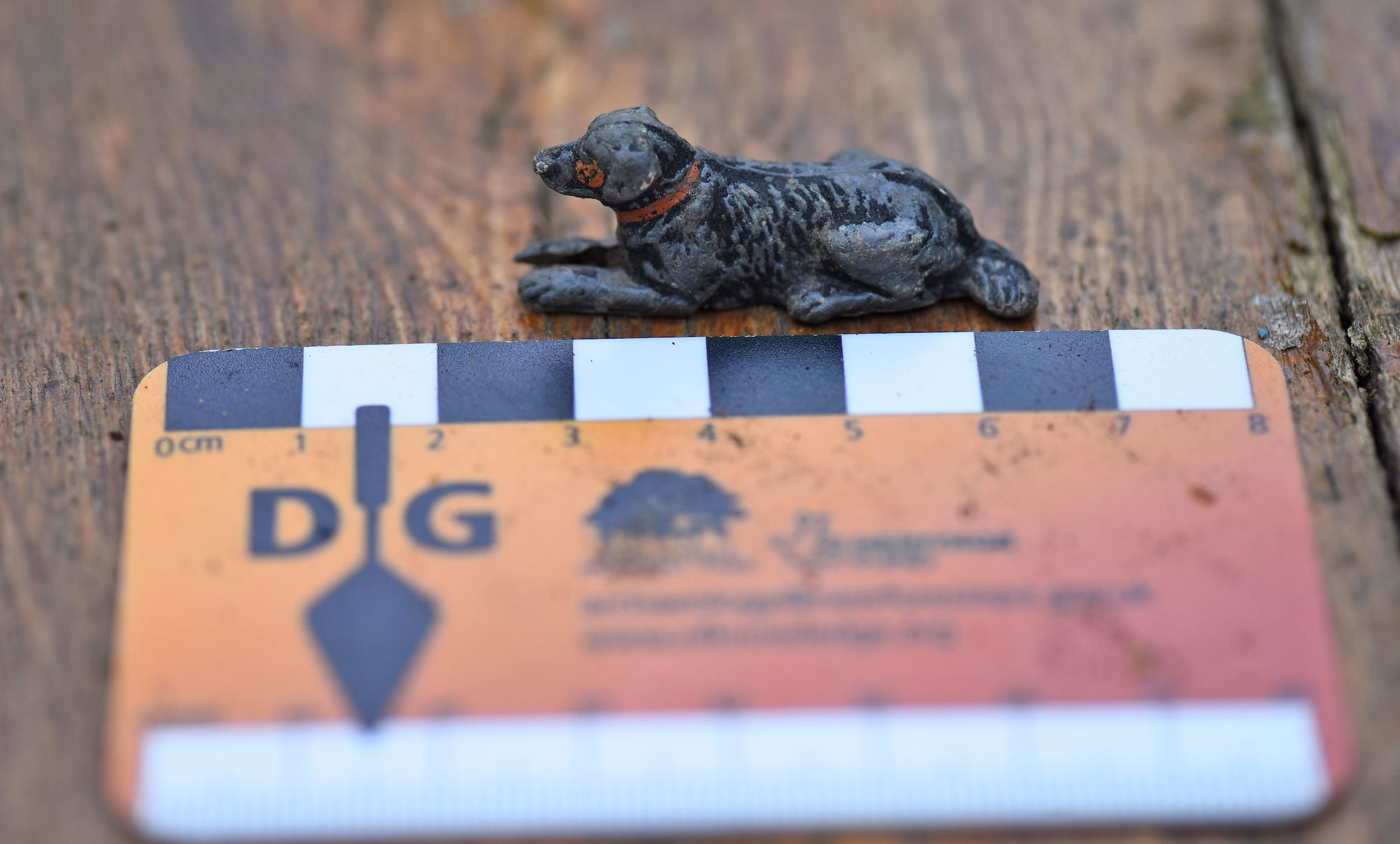 Dig Burley find, small dog