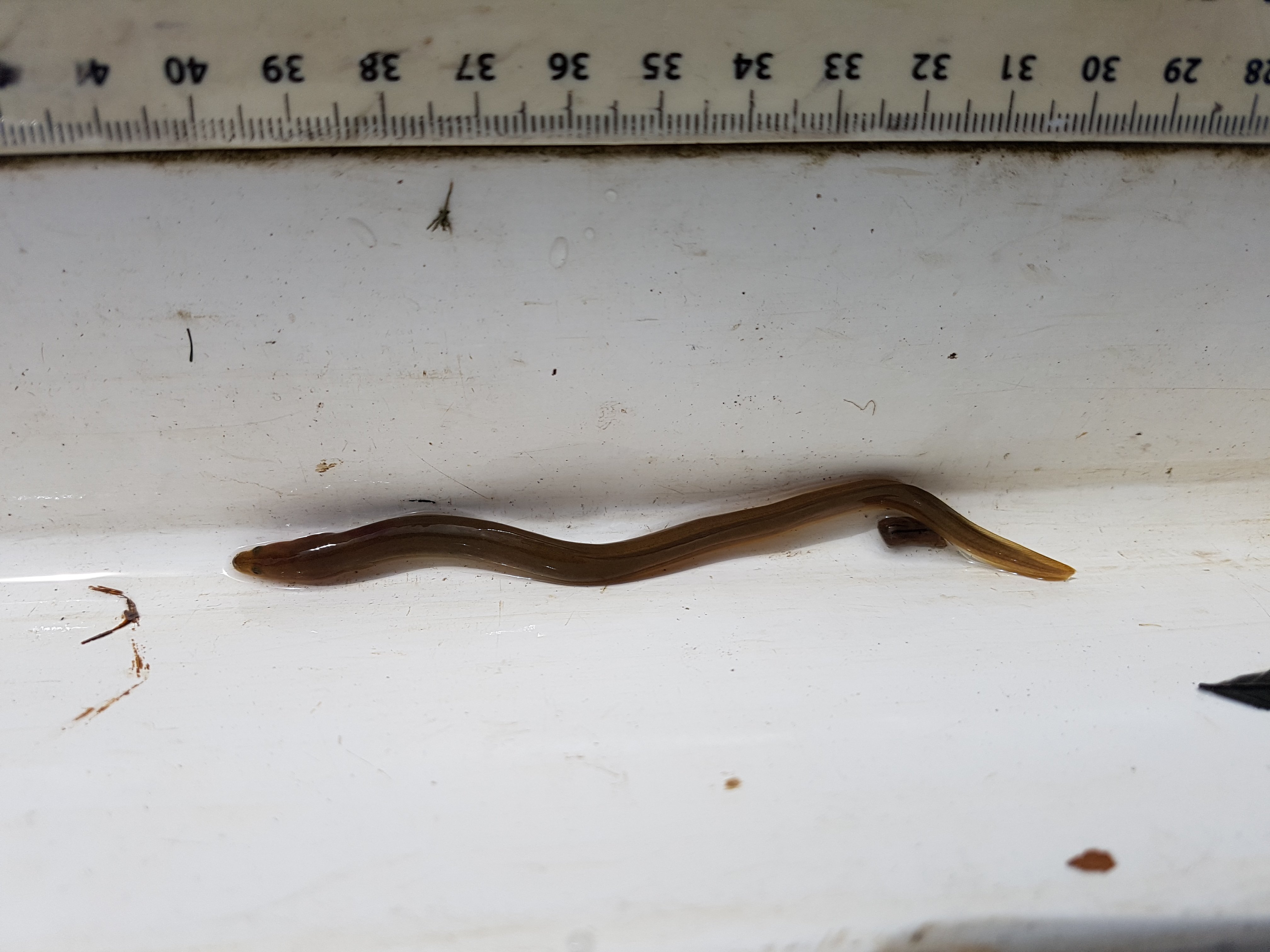 Eel, copyright Freshwater Habitats Trust Eel