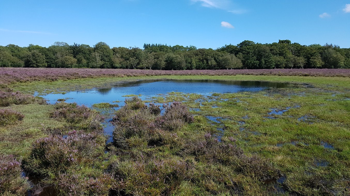Starpole Pond, copyright Freshwater Habitats Trust Starpole Pond, near Beaulieu