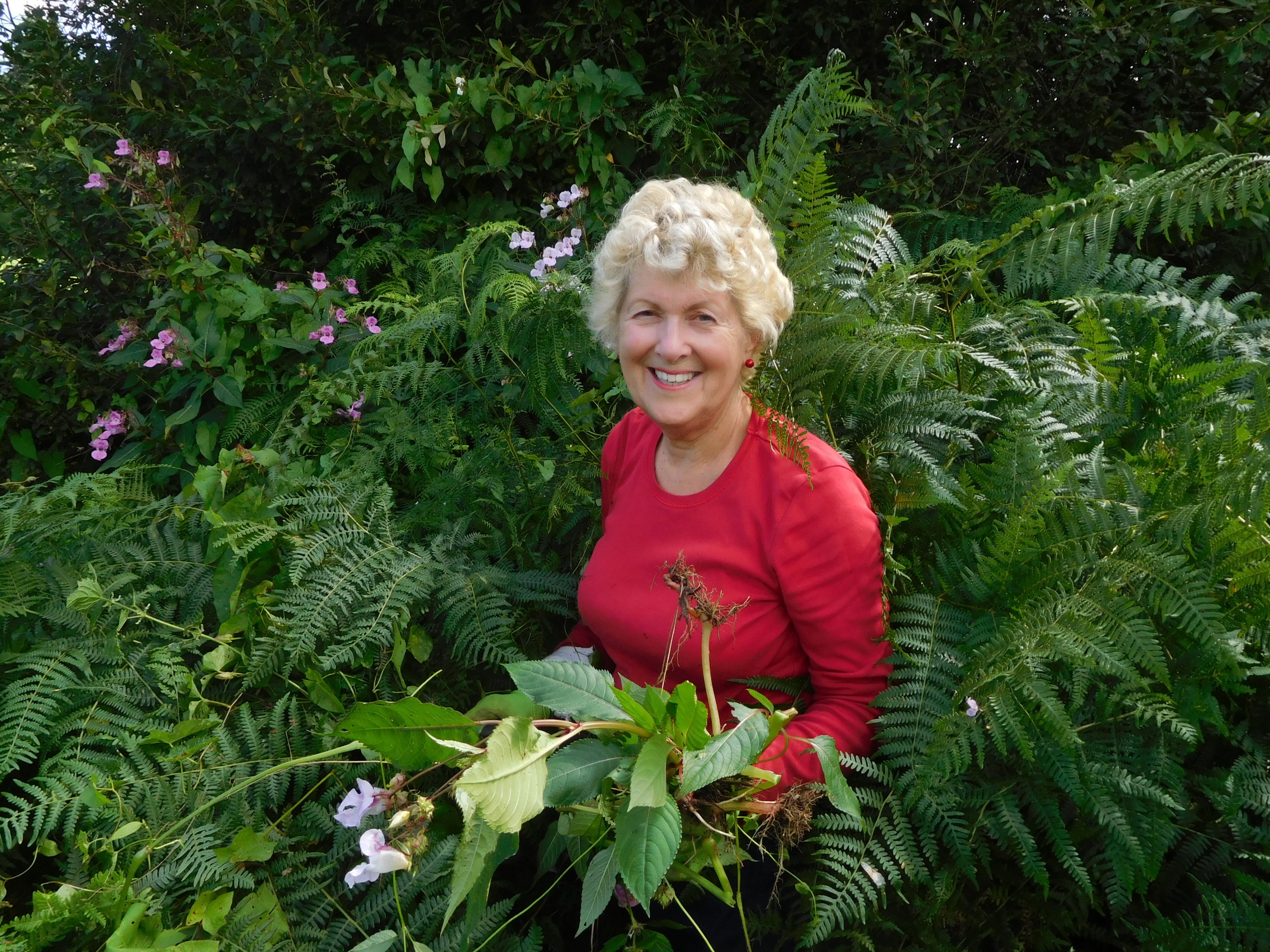 Volunteer Patsy Baverstock himalayan balsam pulling