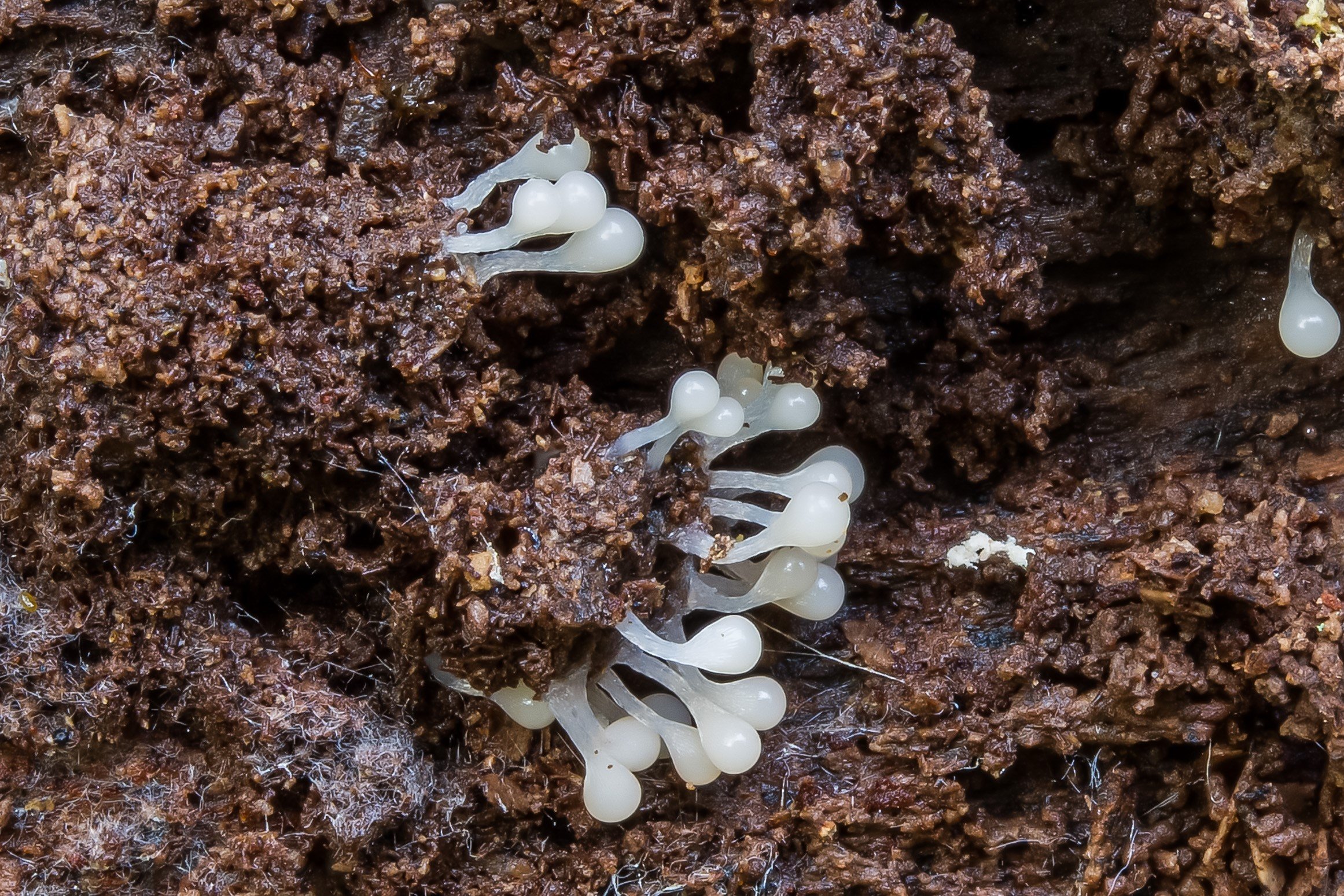Arcyria cinerea Arcyria cinerea