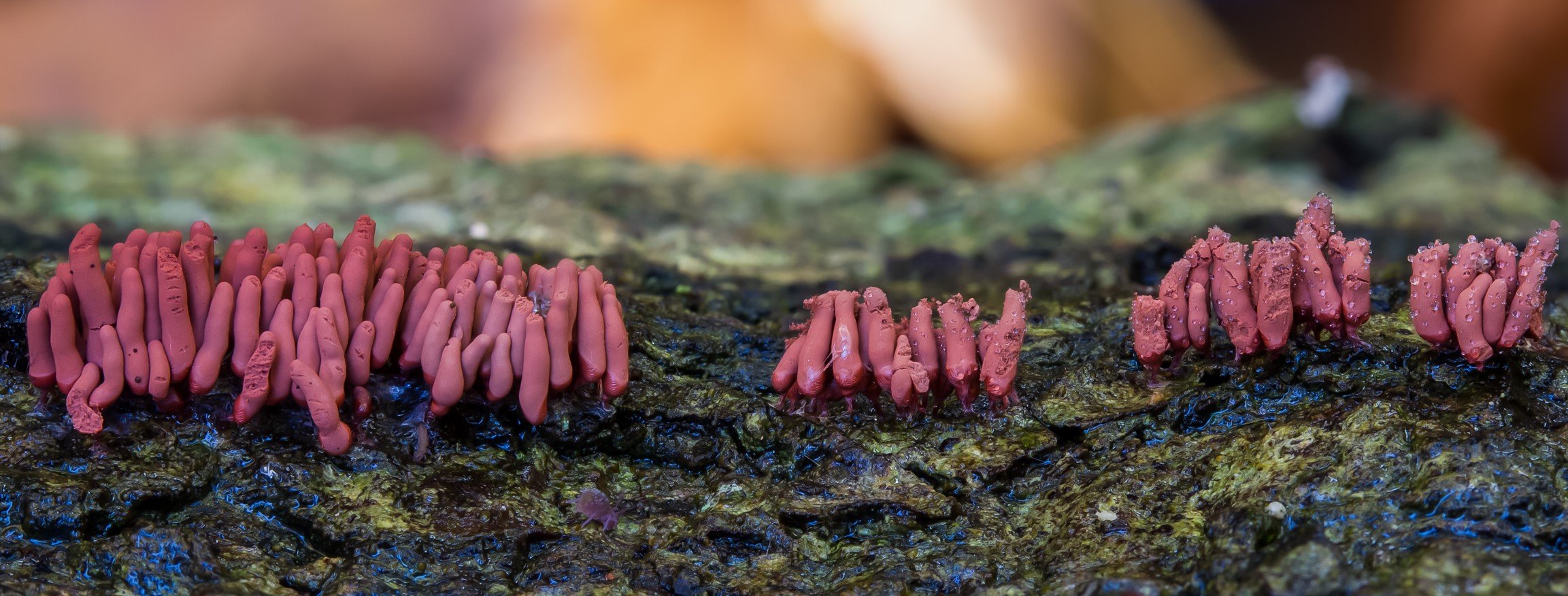 Arcyria ferruginea Arcyria ferruginea