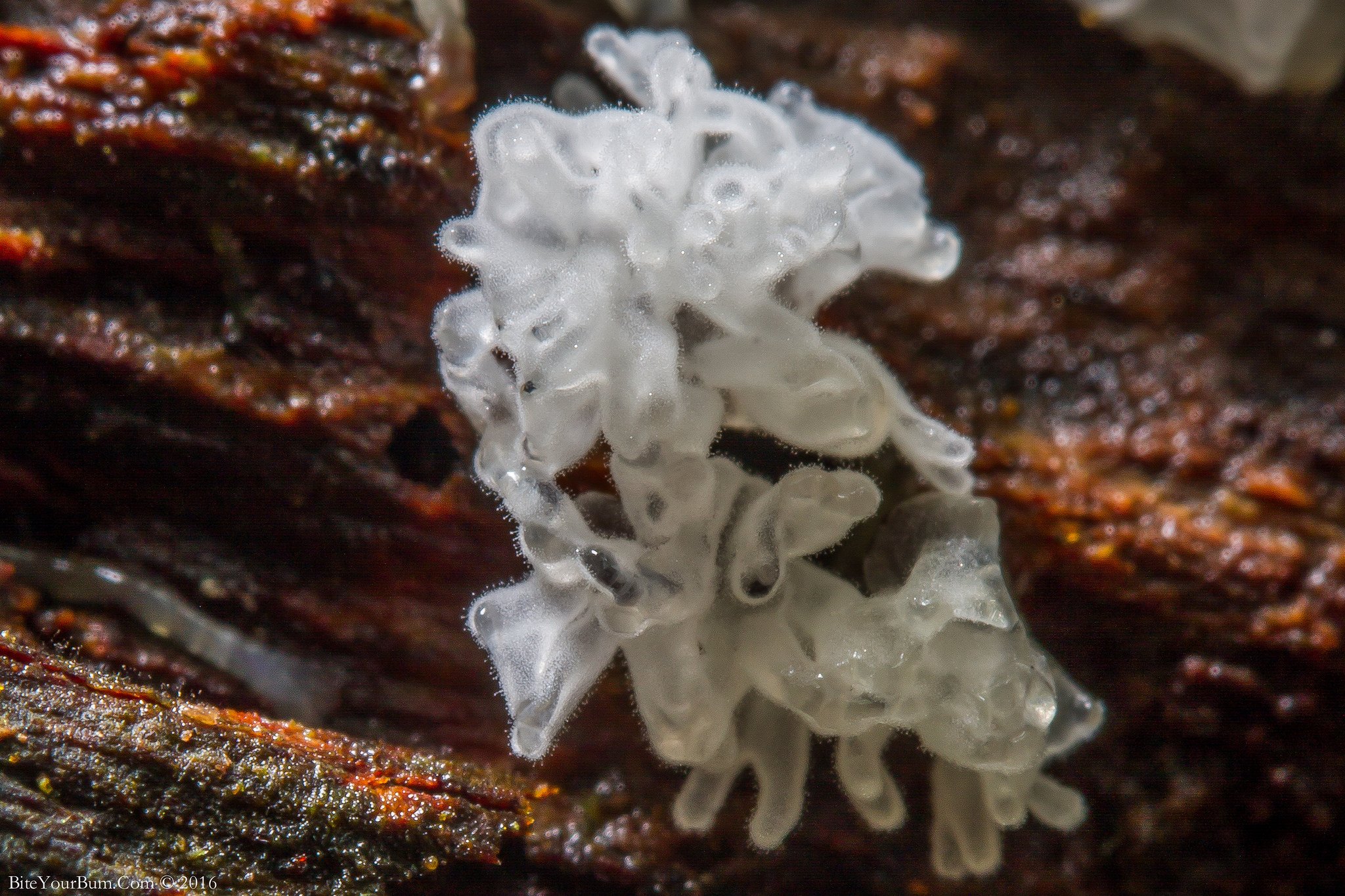 Ceratiomyxa fruticulosa