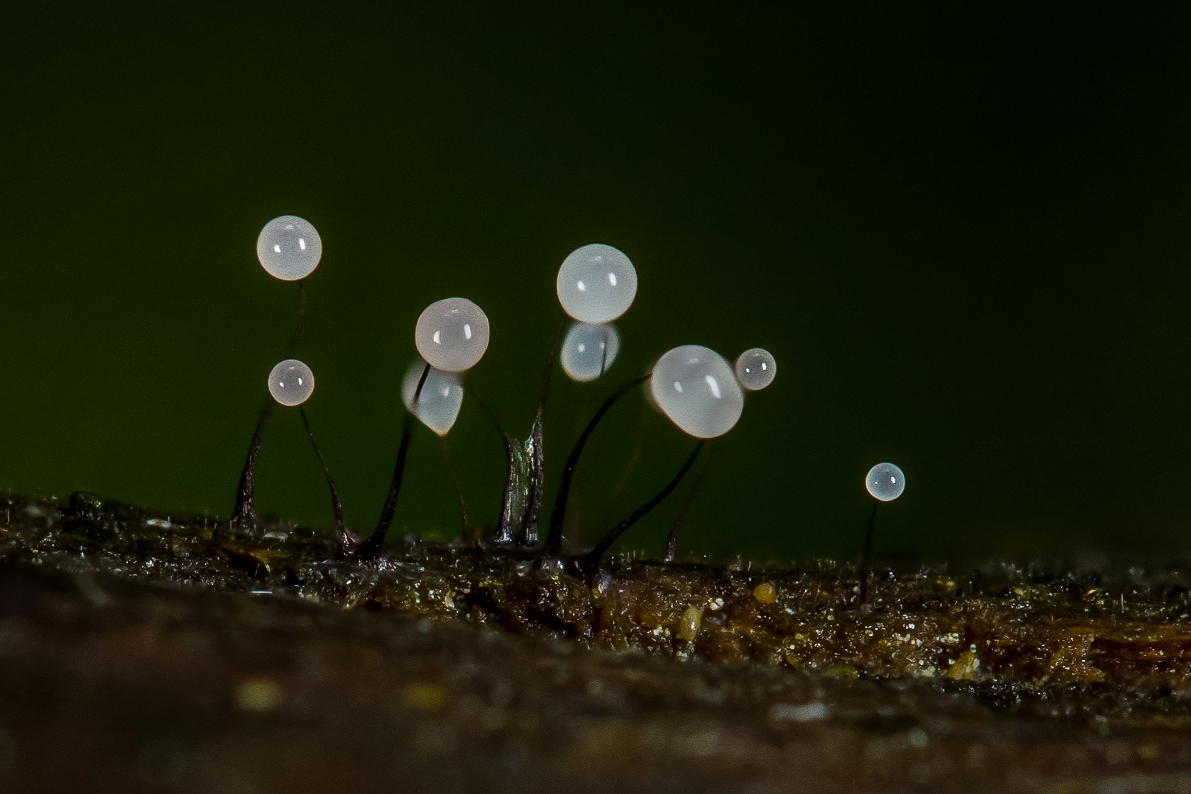 Comatricha nigra Comatricha nigra