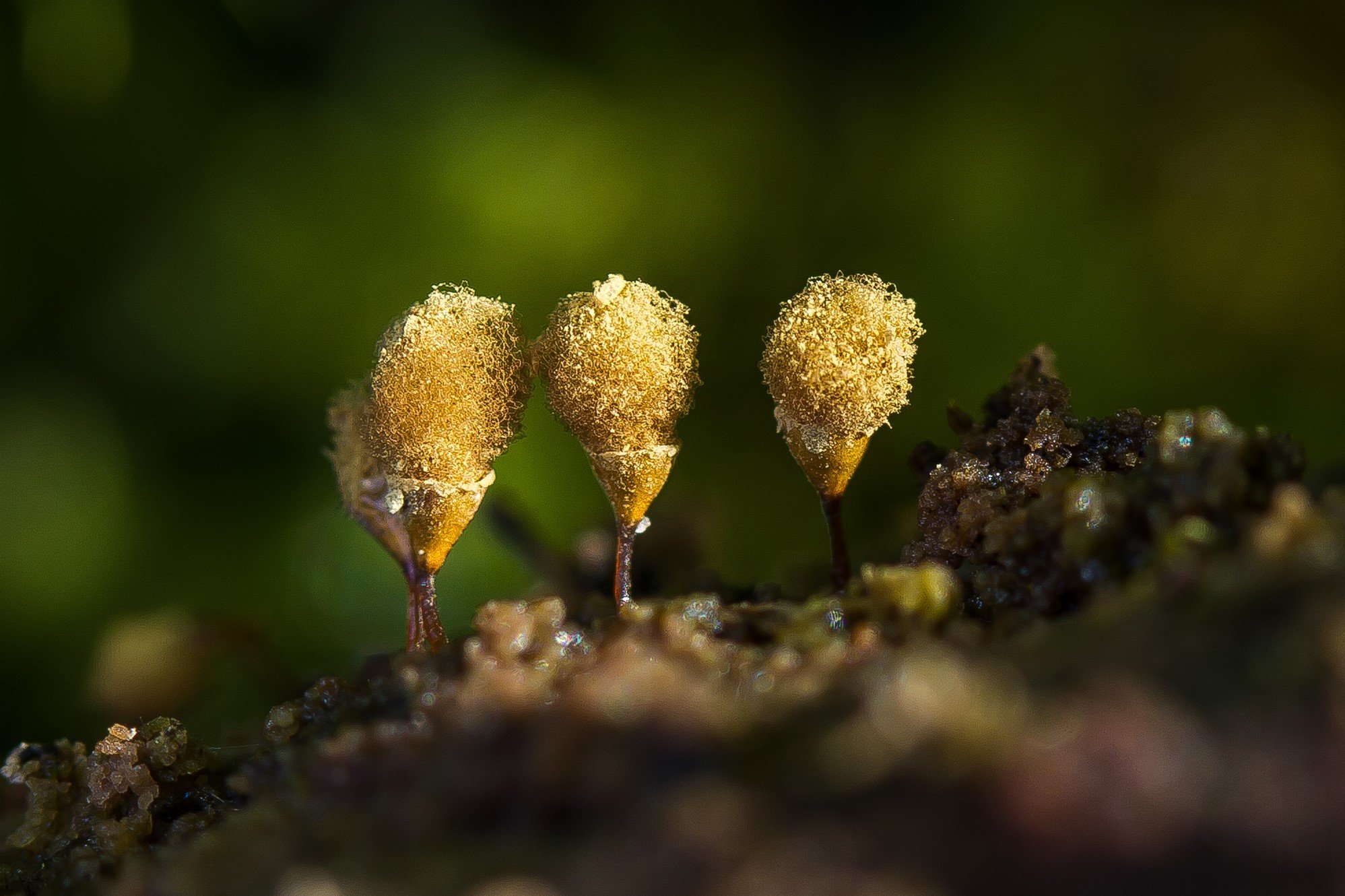 Hemitrichia clavata Hemitrichia clavata