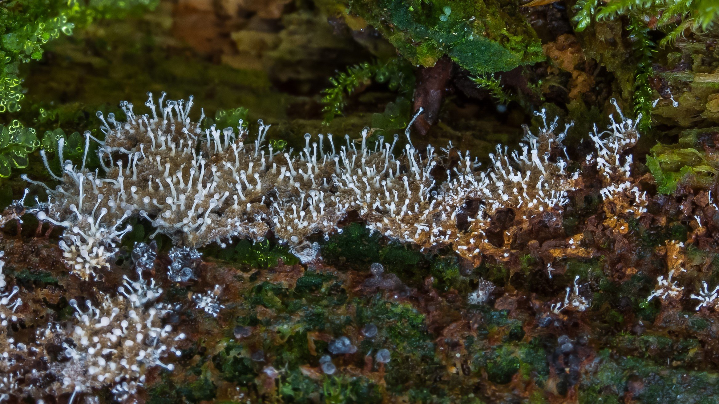 Polycephalomyces tomentosus slime Mould