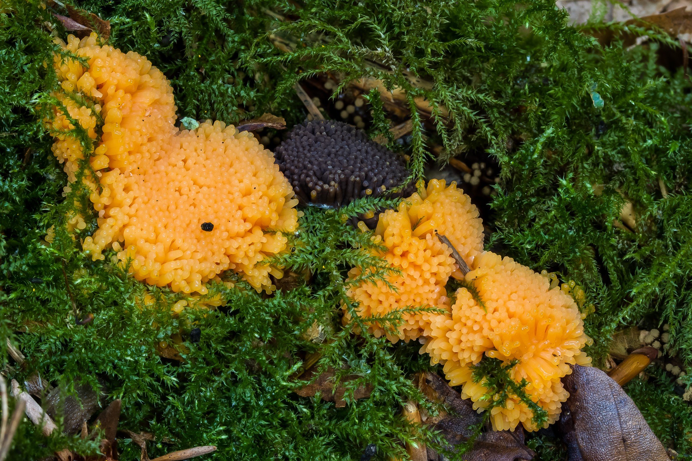 Salmon-coloured Slime Mould