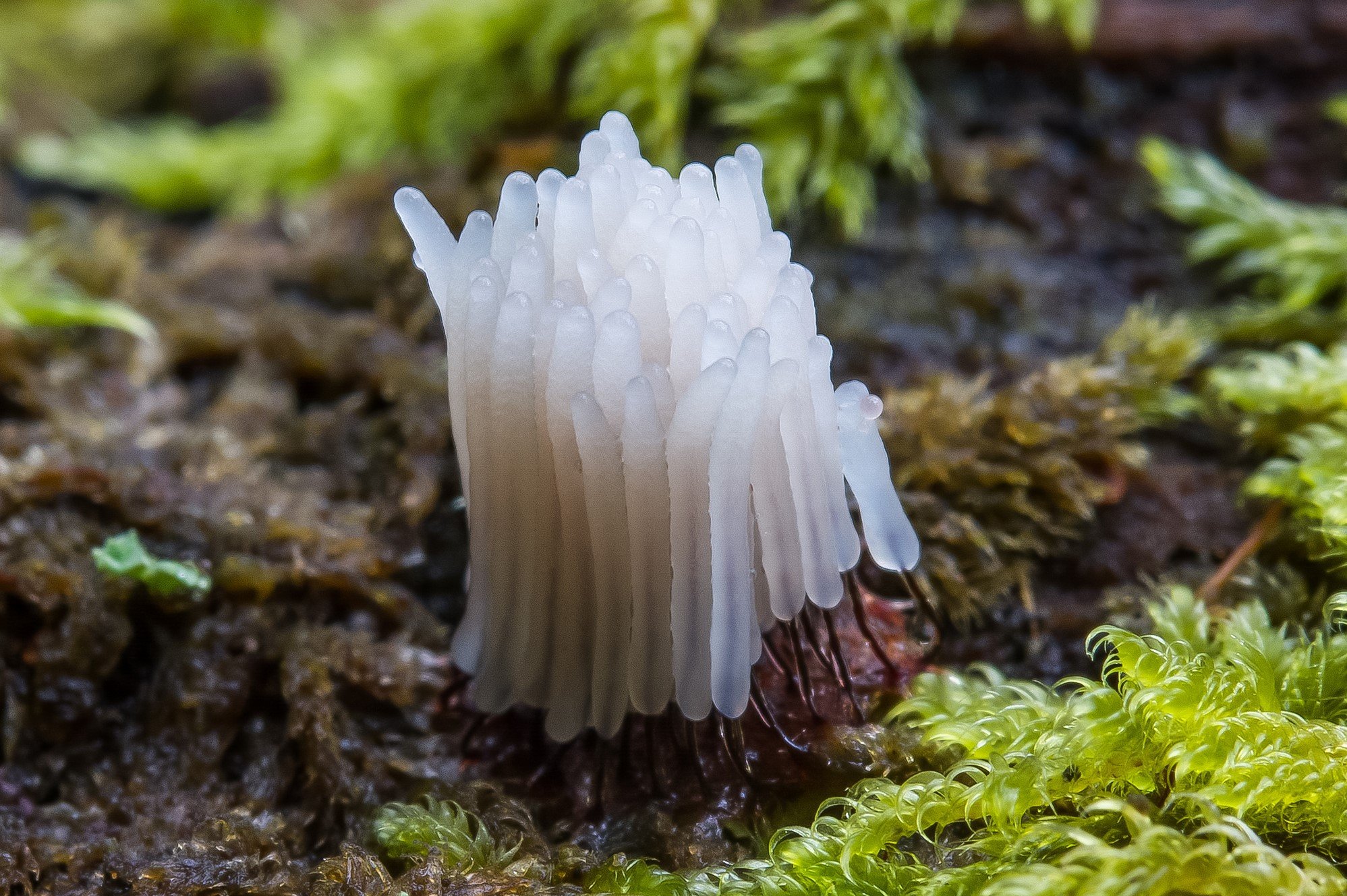Stemonitis axifera Stemonitis axifera