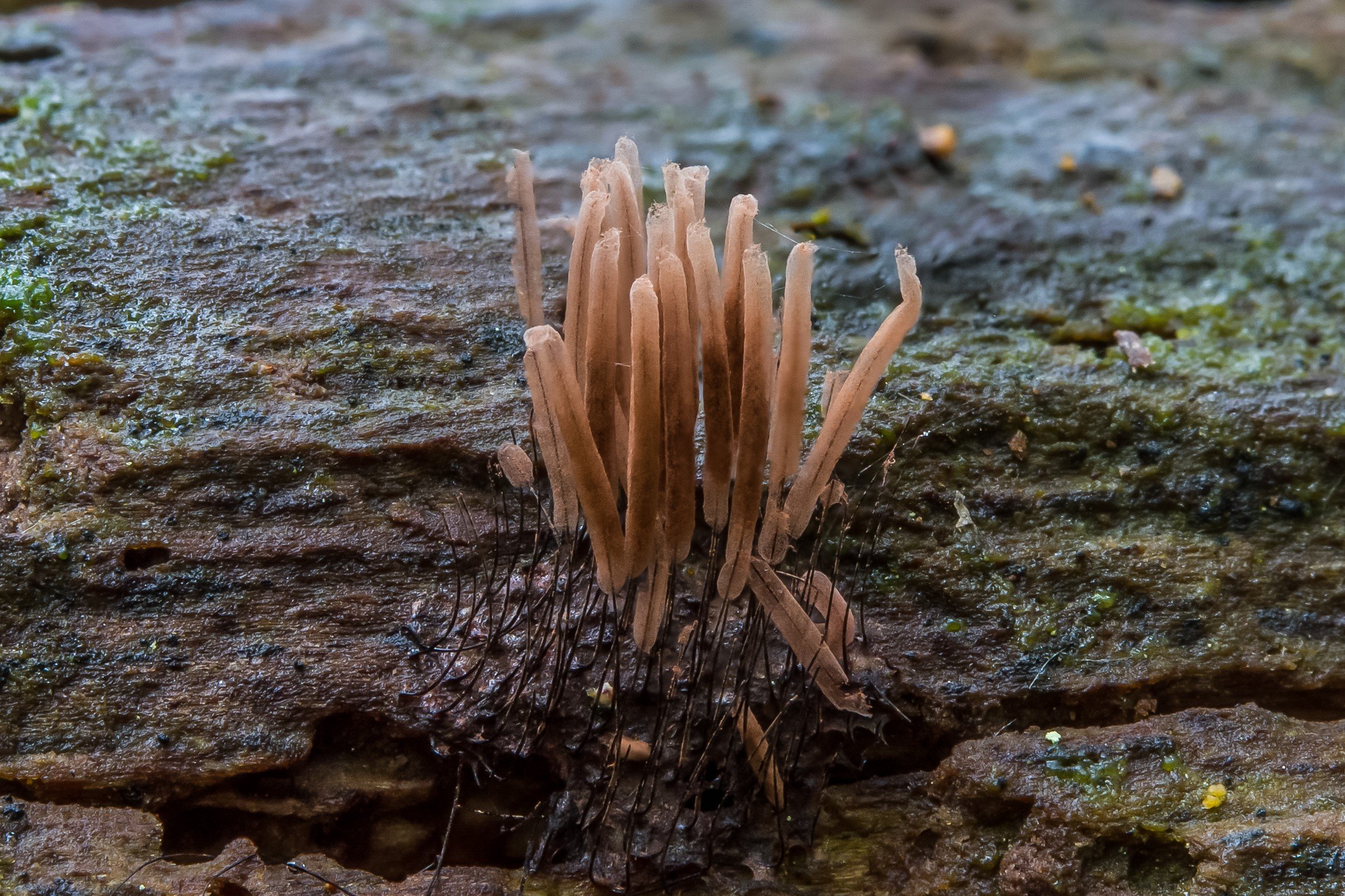 Stemonitis species Stemonitis species