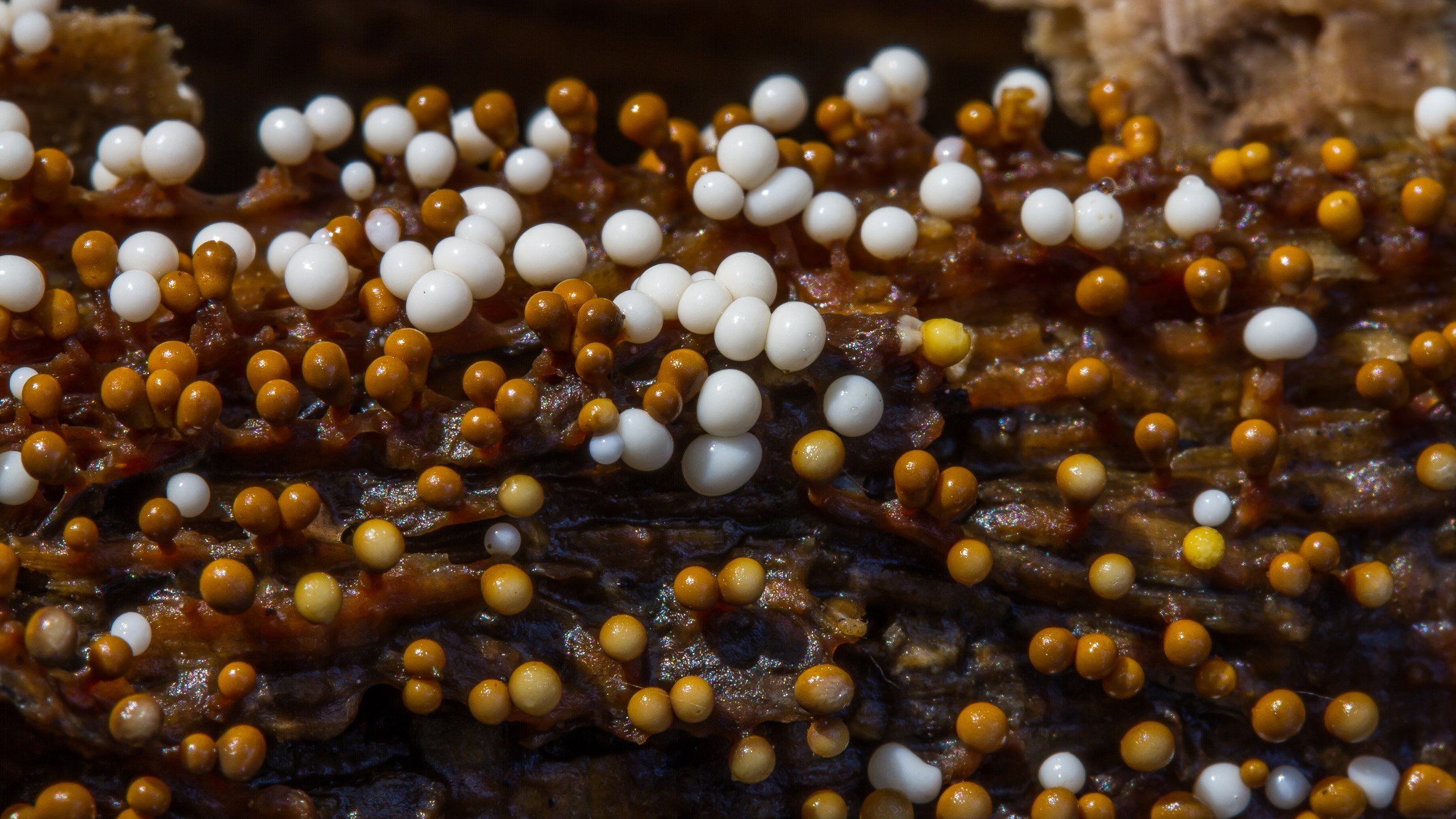 Trichia varia Trichia varia
