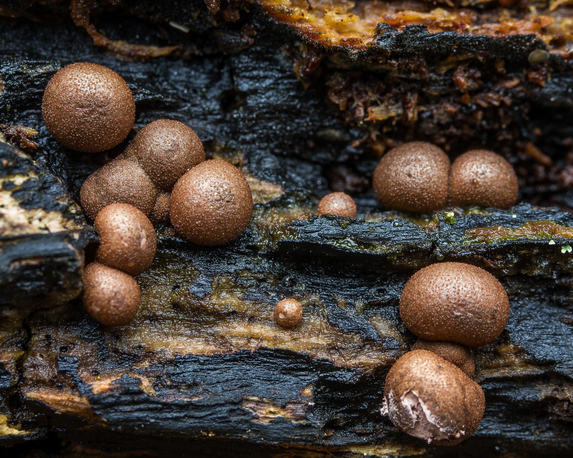 Wolfs Milk Slime Mould