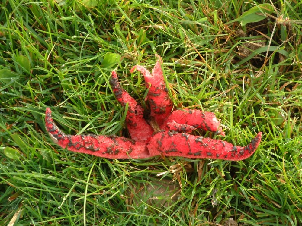 Devil’s Fingers – Clathrus archeri 