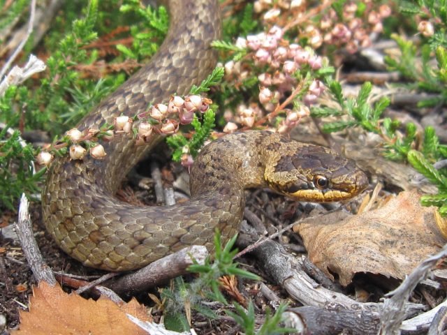 A smooth snake credit Stuart Woodley