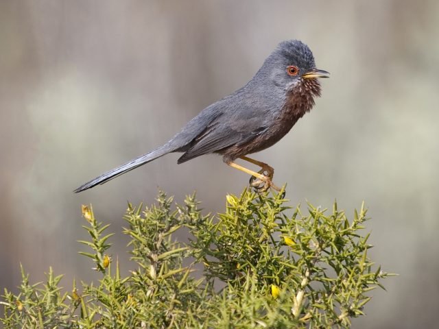 Dartford warbler credit Shutterstock