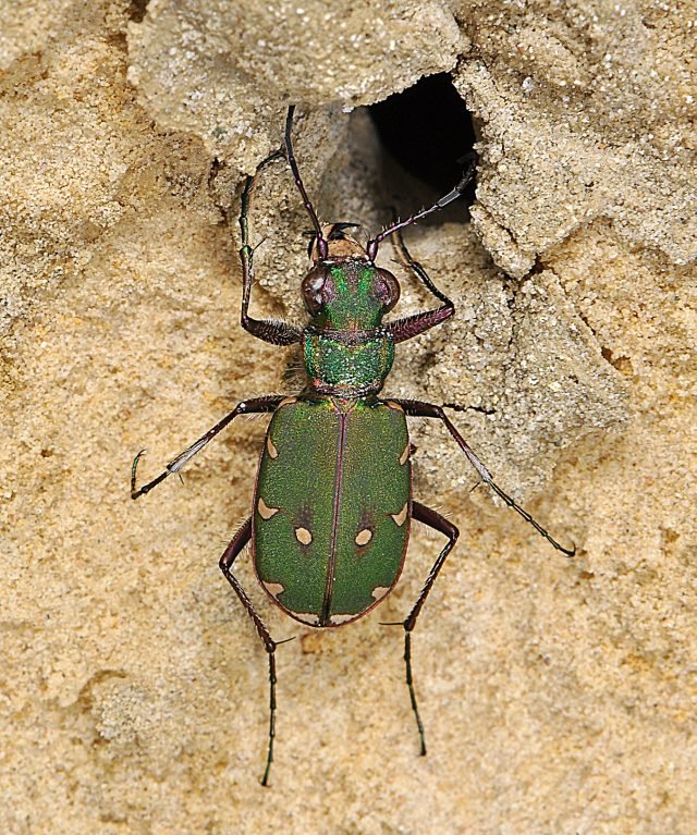 Green Tiger Beetle, Credit Paul Brock