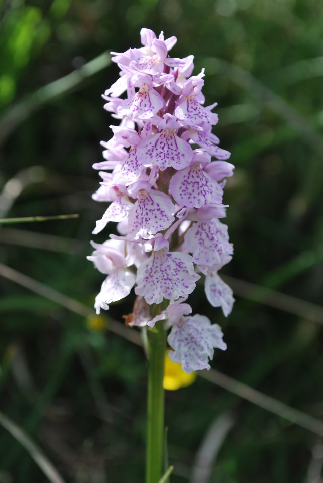 Heath Spotted Orchid, Beaulieu Heath, Credit Clive Chatters