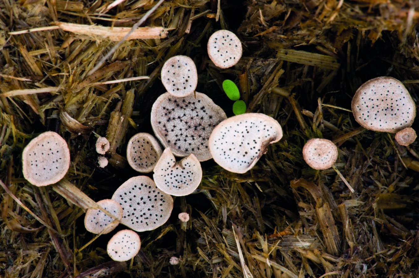 A rate species of fungus on pony dung