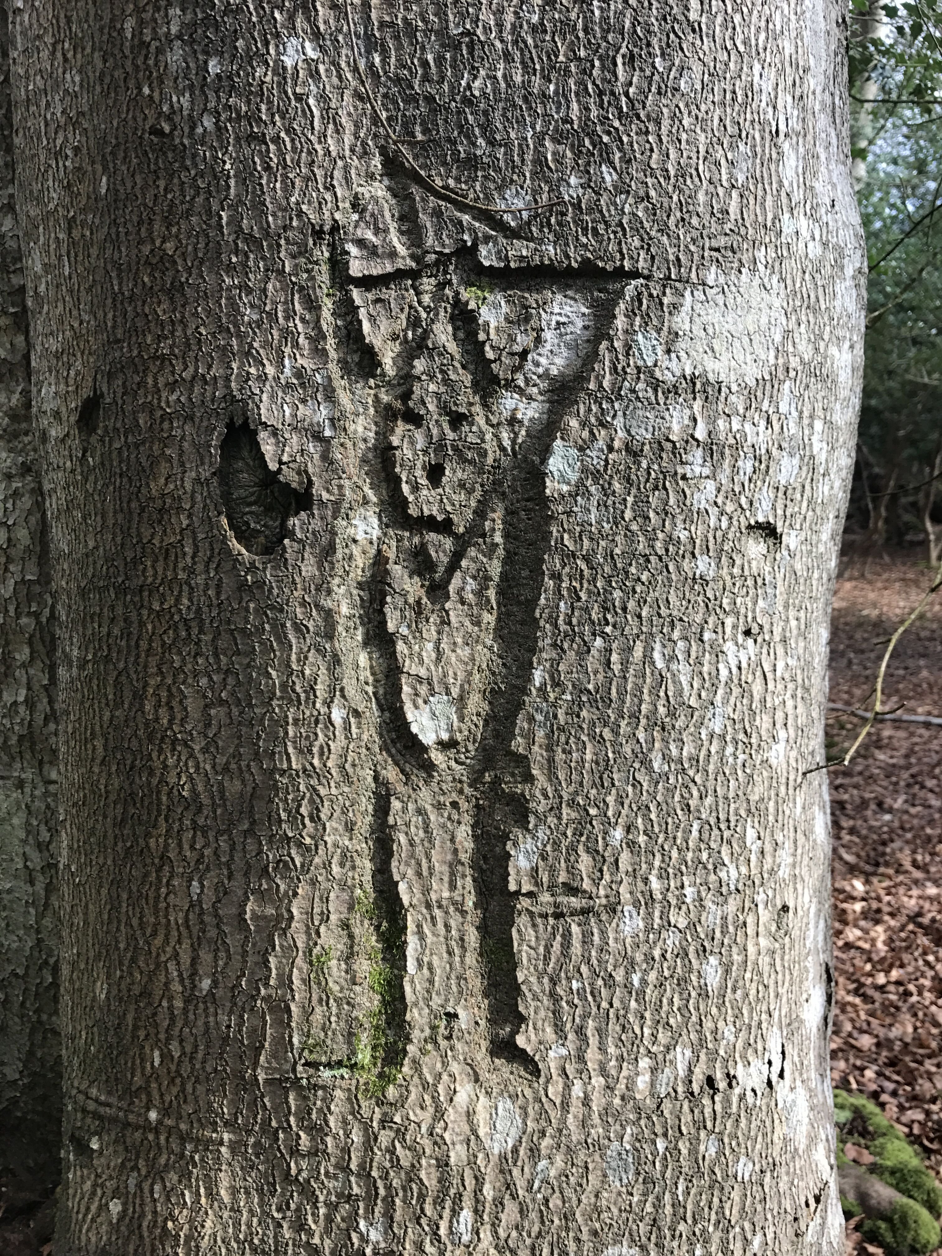 Person on a tree near Burley Person on a tree near Burley
