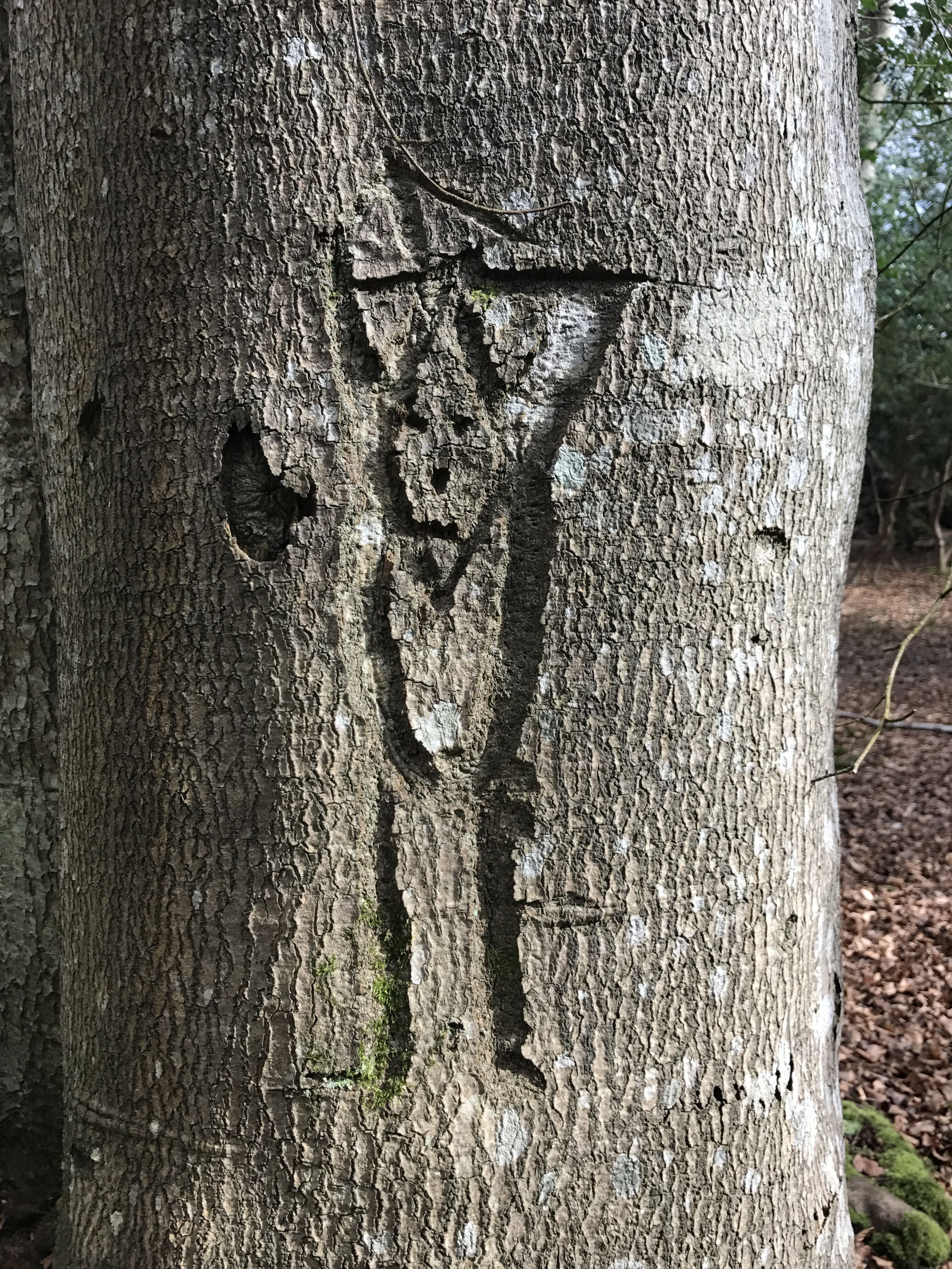 Person on a tree near Burley