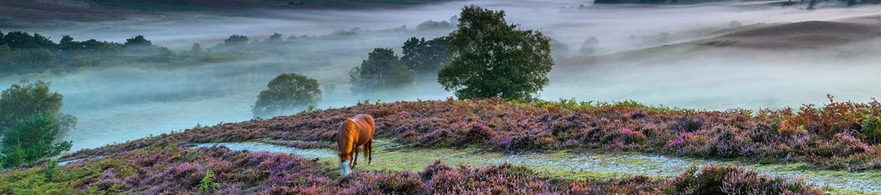 pony in mist and heather