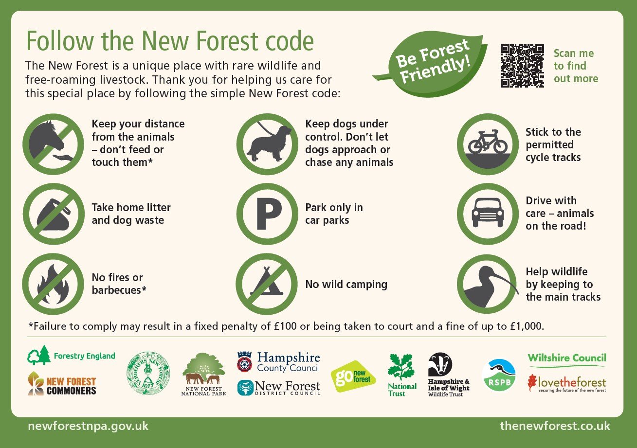 infographic of how to care for the Forest