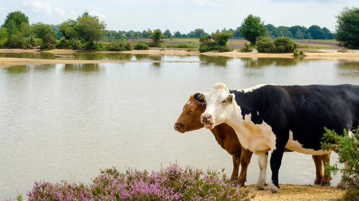 Two cows stand by a lake