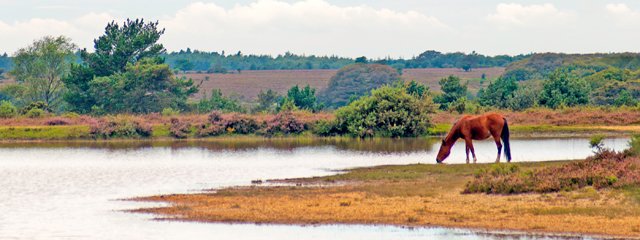 You can lead a horse to water by Rob Franklin A horse drinks water from a lake