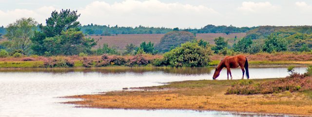 A horse drinks water from a lake