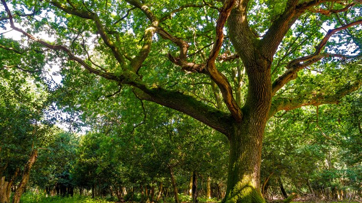 A woodland scene