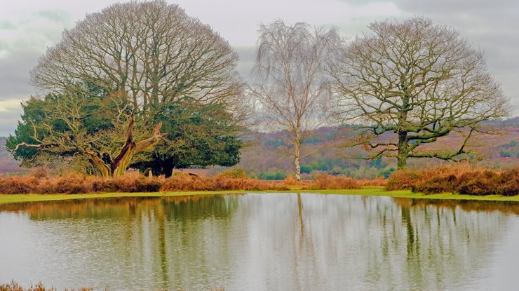 Winter trees loom over a large pond