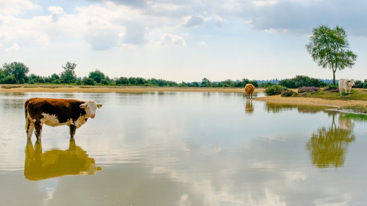 Three cows standing and near a lake