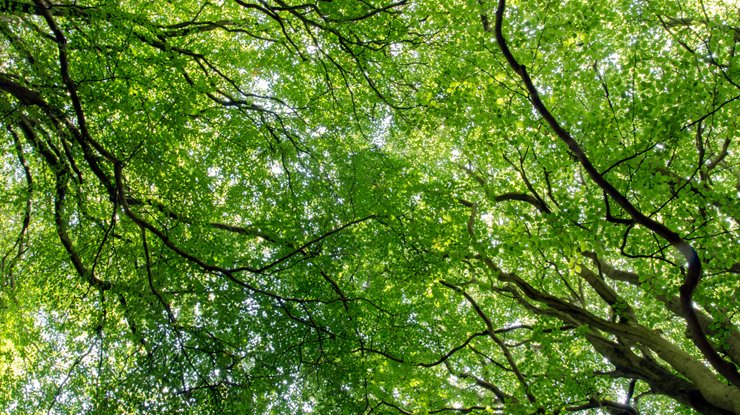 Bright green tree canopy seen from below