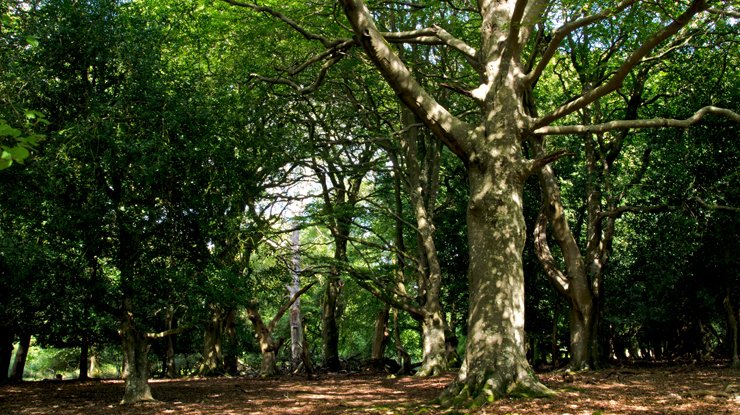 Dappled light on a woodland floor